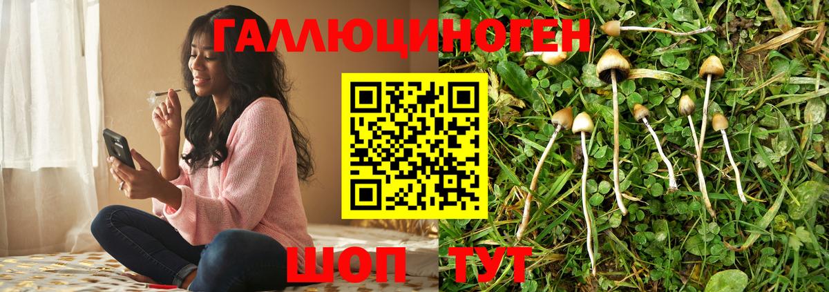 Галлюциногенные грибы Psilocybine cubensis Осинники